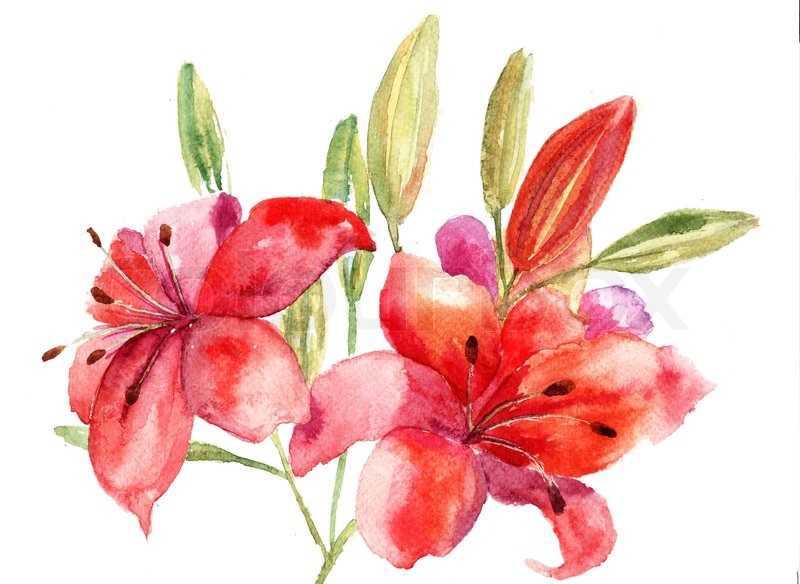 800x584 Beautiful Lily Flowers, Watercolor Illustration Stock Photo - Lily Flower Watercolor