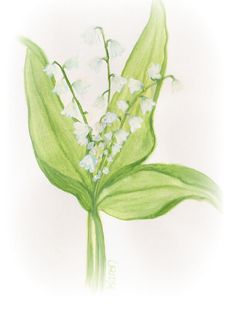 Lily Of The Valley Watercolor at PaintingValley.com | Explore ...