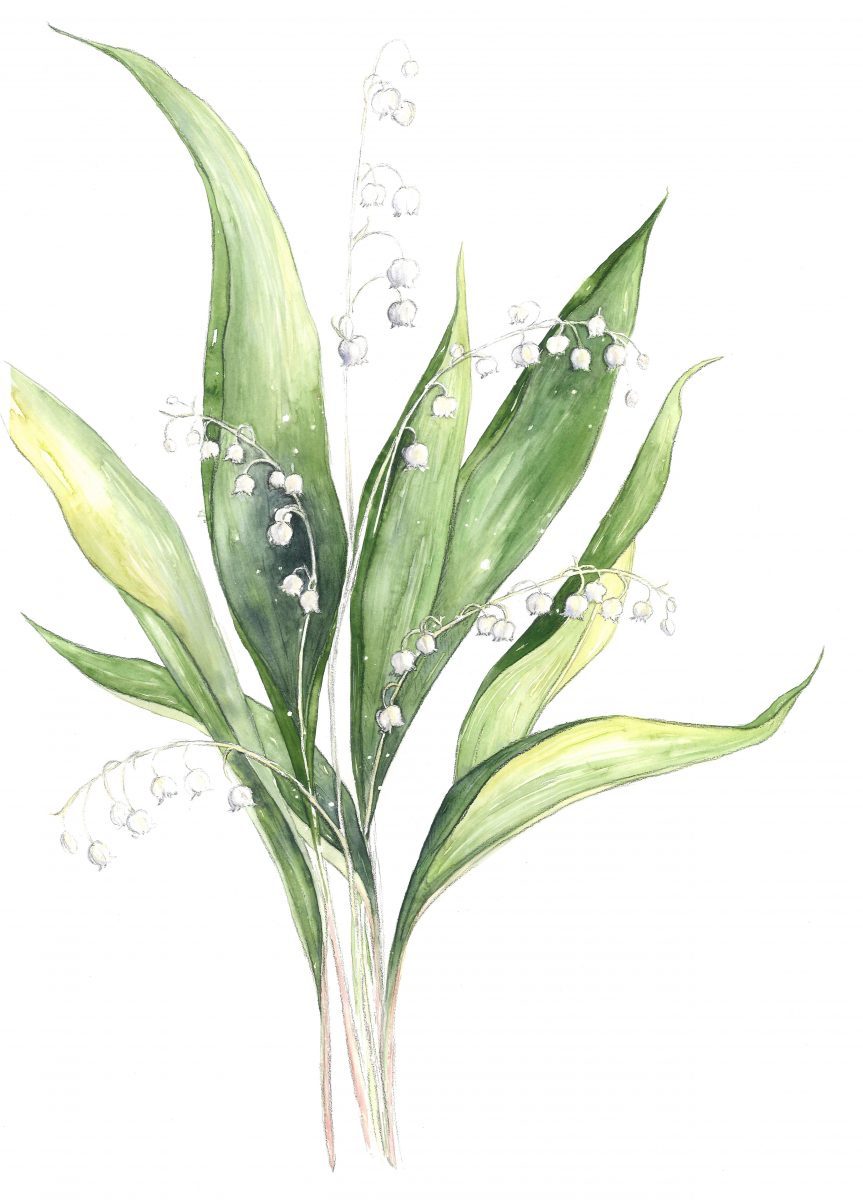 Lily Of The Valley Watercolor at PaintingValley.com | Explore ...