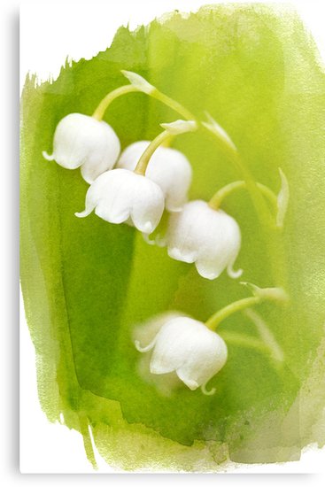 Lily Of The Valley Watercolor at PaintingValley.com | Explore ...
