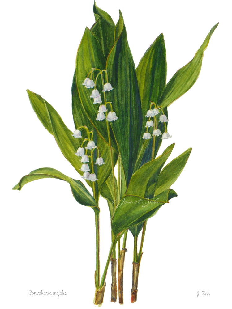 750x1000 Janet Zeh Original Art Watercolor And Oil Paintings Lily Of The - Lily Of The Valley Watercolor
