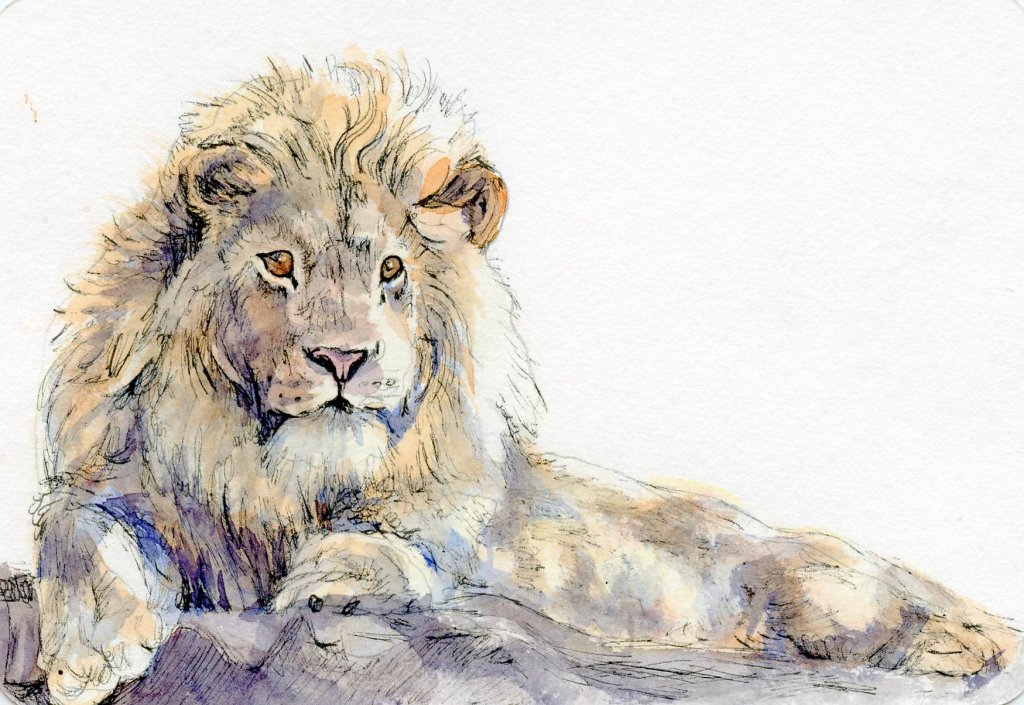 1024x705 How To Paint A Lion On A Watercolor Postcard ~ Tutorial - Lion Watercolor