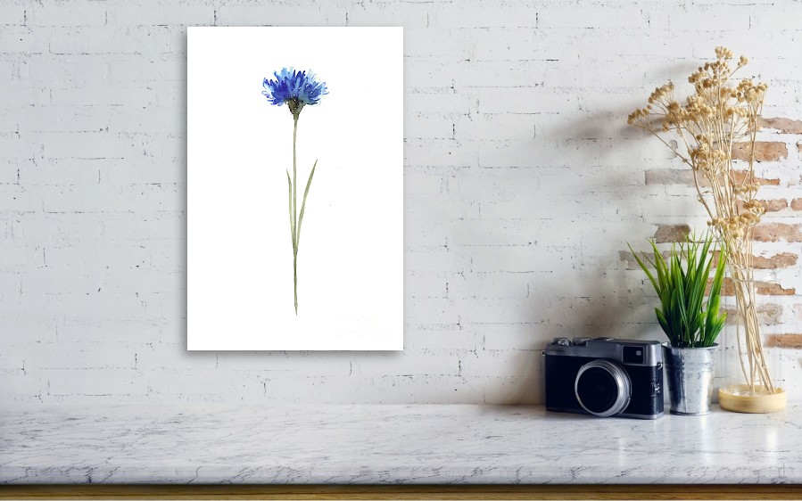 899x562 Cornflower Botanical Illustration, Knapweed Watercolor Painting - Living Room Watercolor