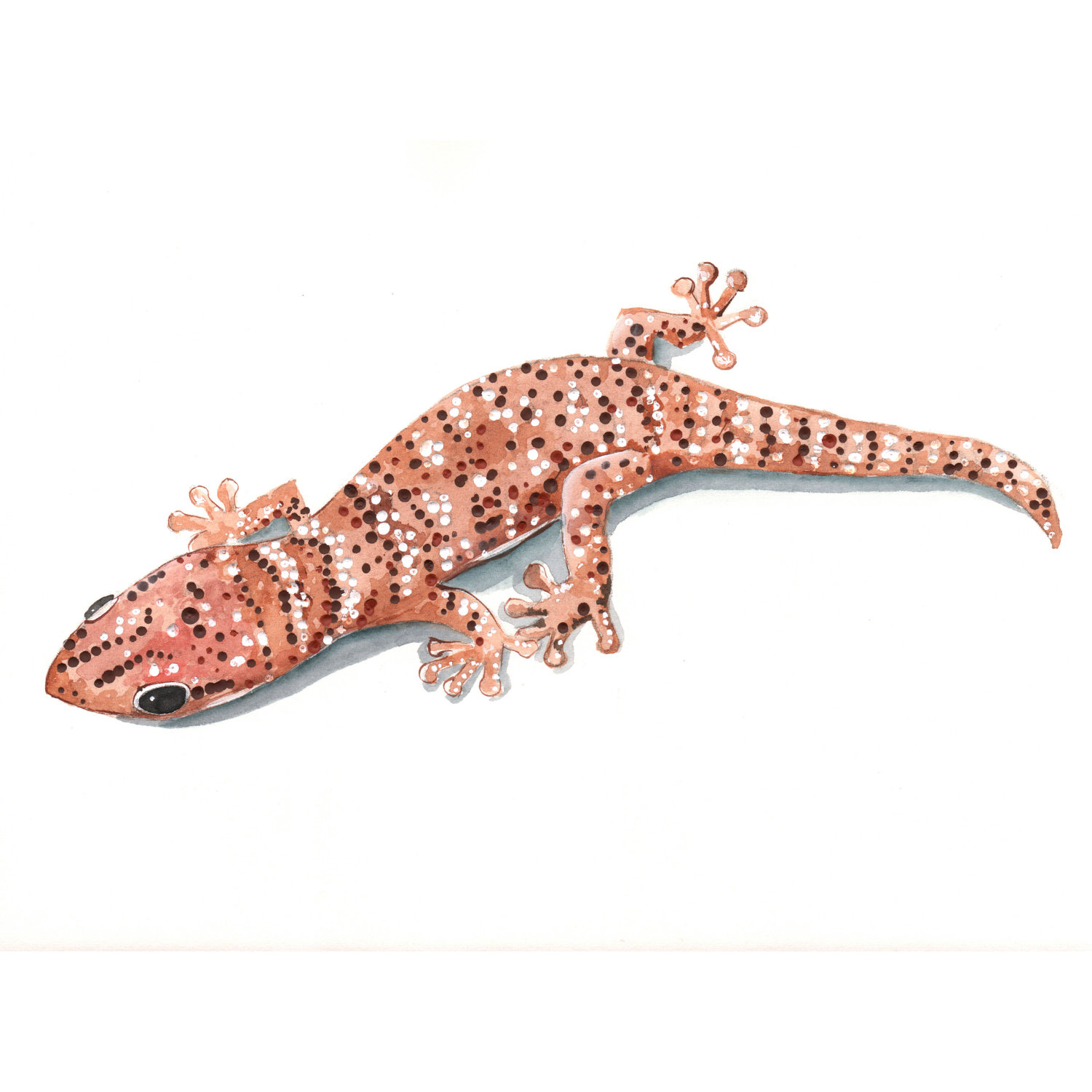 1500x1500 Lizard Pictures To Print Free Coloring Library - Lizard Watercolor
