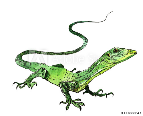 500x404 Watercolor Lizard, Hand Painted Drawing Of Outline Isolated On - Lizard Watercolor