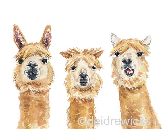 570x456 Llama Watercolour Print - Llama Watercolor