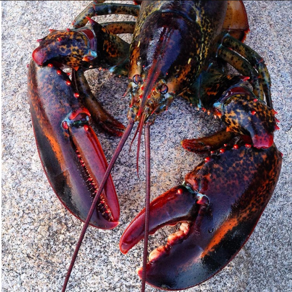 599x599 Kellie Chasse Fine Art Just Finished This Maine Live Red Lobster - Lobster Watercolor