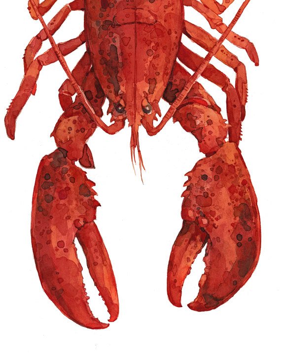 570x725 Red Lobster Watercolor Painting Print 11x14 - Lobster Watercolor