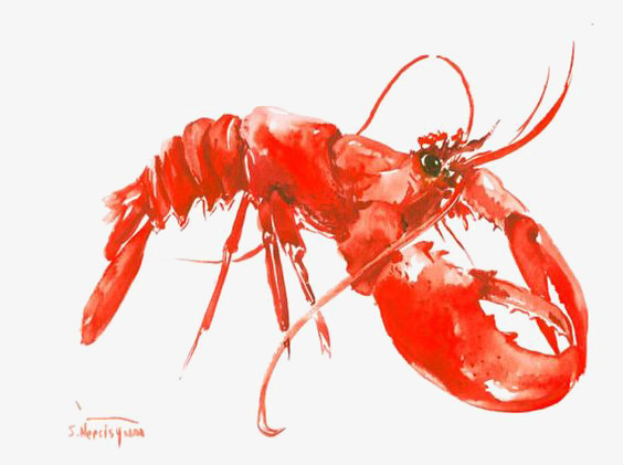 564x421 Watercolor Lobster, Watercolor Clipart, Lobster, Lobster - Lobster Watercolor