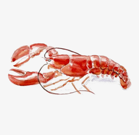 564x548 Watercolor Lobster, Watercolor Clipart, Lobsters, Lobster - Lobster Watercolor
