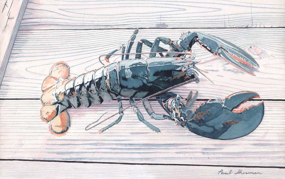 1000x627 Watercolors By Paul Sherman - Lobster Watercolor