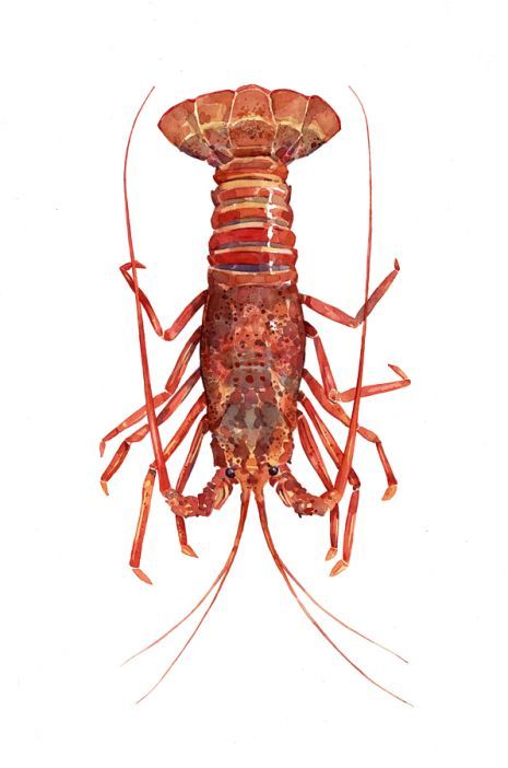 465x702 Rock Lobster Watercolor Illustration Watercolor - Lobster Watercolor