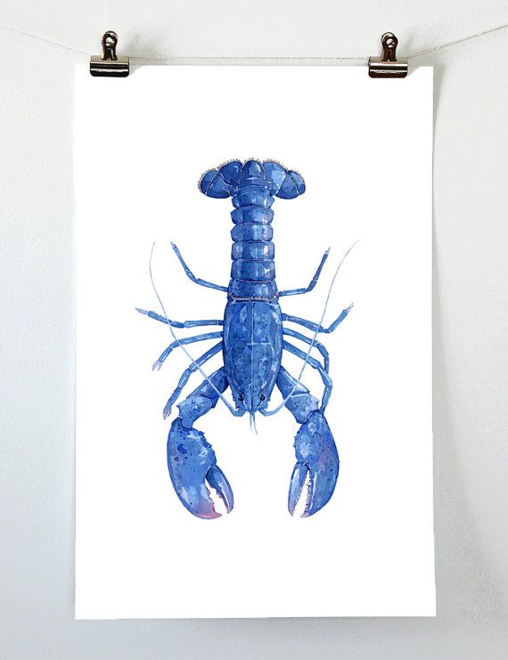 570x741 Blue Lobster Watercolor Painting 11x17 Print Maine - Lobster Watercolor
