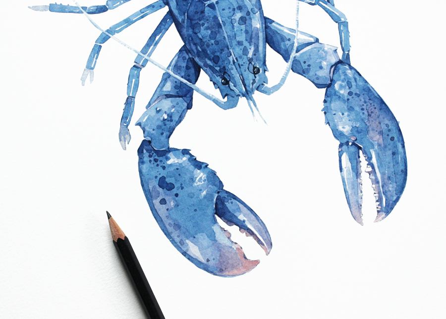 900x643 Blue Lobster Watercolor Painting David Scheirer Watercolors - Lobster Watercolor