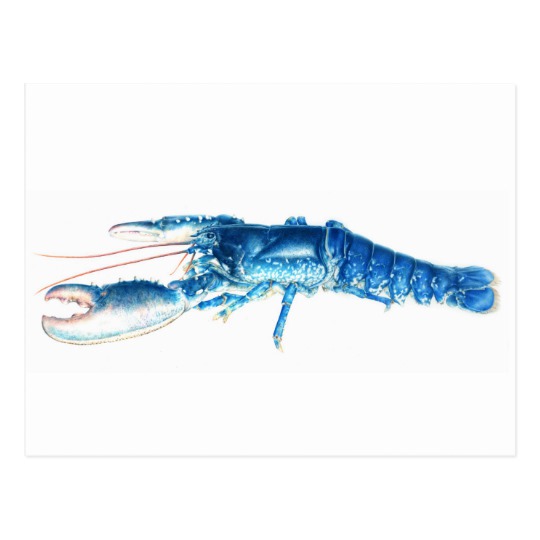540x540 Blue Lobster Fine Art Watercolor Postcard - Lobster Watercolor