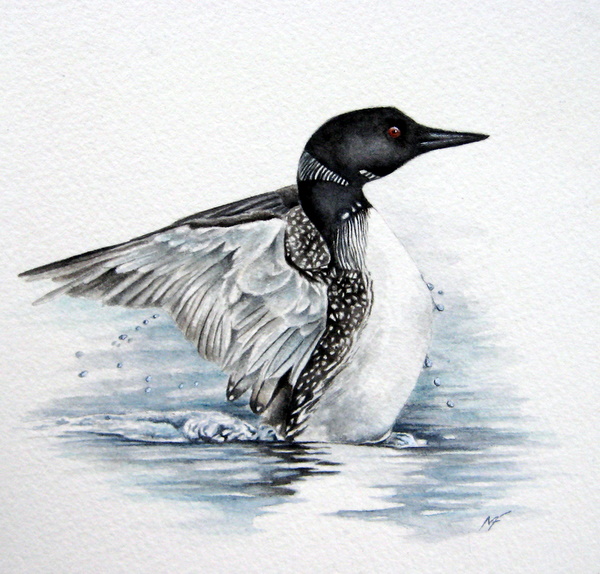 Loon Watercolor at PaintingValley.com | Explore collection of Loon ...