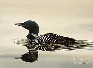 300x219 Loon Watercolor Prints Fine Art America - Loon Watercolor