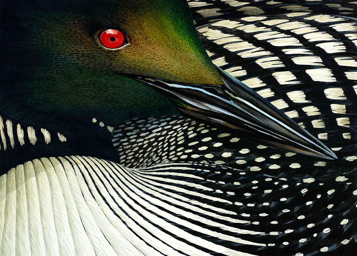 1200x862 Original Paintings - Loon Watercolor