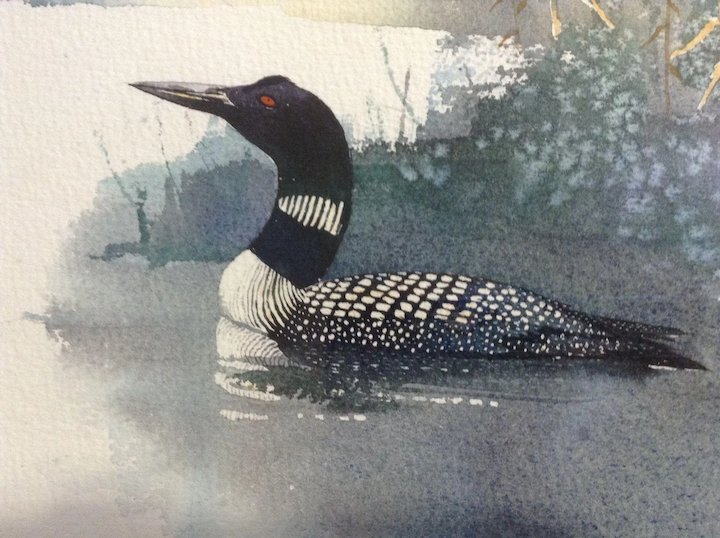 Loon Watercolor at PaintingValley.com | Explore collection of Loon ...