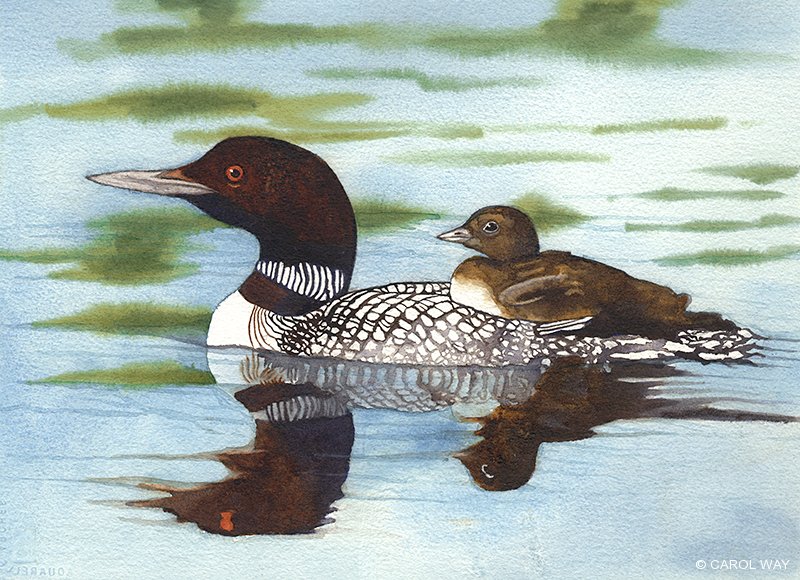 800x580 Watercolor Way Art Studio - Loon Watercolor