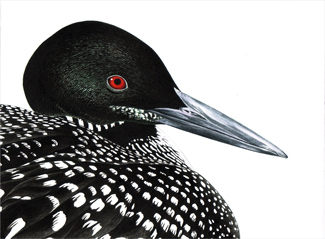 325x239 Drawings And Watercolors - Loon Watercolor