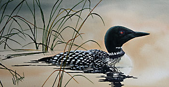 350x181 Fine Art Watercolors Of James R. Williamson Maritime Wildlife - Loon Watercolor
