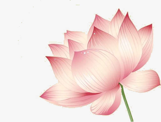 650x494 Lotus, Lotus Clipart, Flower, Flowers Png Image And Clipart For - Lotus Flower Watercolor