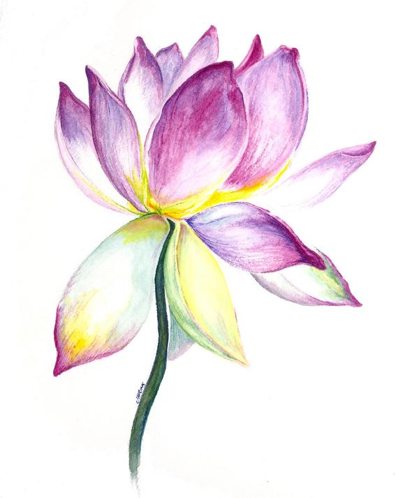 570x713 Lotus Flower Watercolor Painting Etsy - Lotus Flower Watercolor