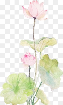 260x435 Watercolor Lotus Png, Vectors, Psd, And Clipart For Free Download - Lotus Flower Watercolor