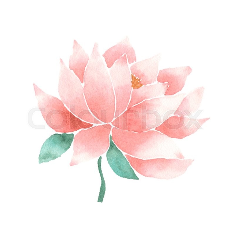 800x800 Watercolor Lotus Flower Pink. Vector Painted Decorative Element - Lotus Flower Watercolor