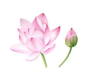 340x270 Watercolor Lotus Flower Tattoo - Lotus Flower Watercolor