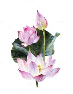 236x303 660 Best Lotus Images In 2018 Chinese Painting - Lotus Flower Watercolor
