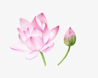 340x270 Lotus, Lotus Clipart, Watercolor Lotus, Creative Flowers Png Image - Lotus Watercolor