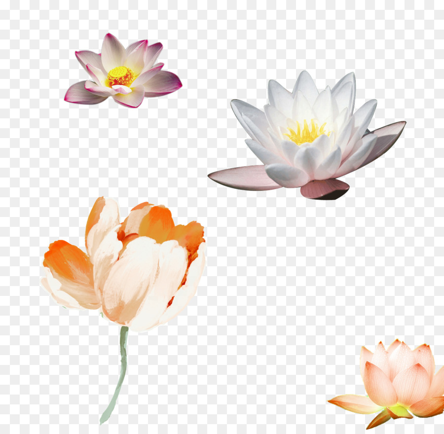 900x880 Paper Flower Watercolor Painting Floral Design Poster - Lotus Watercolor