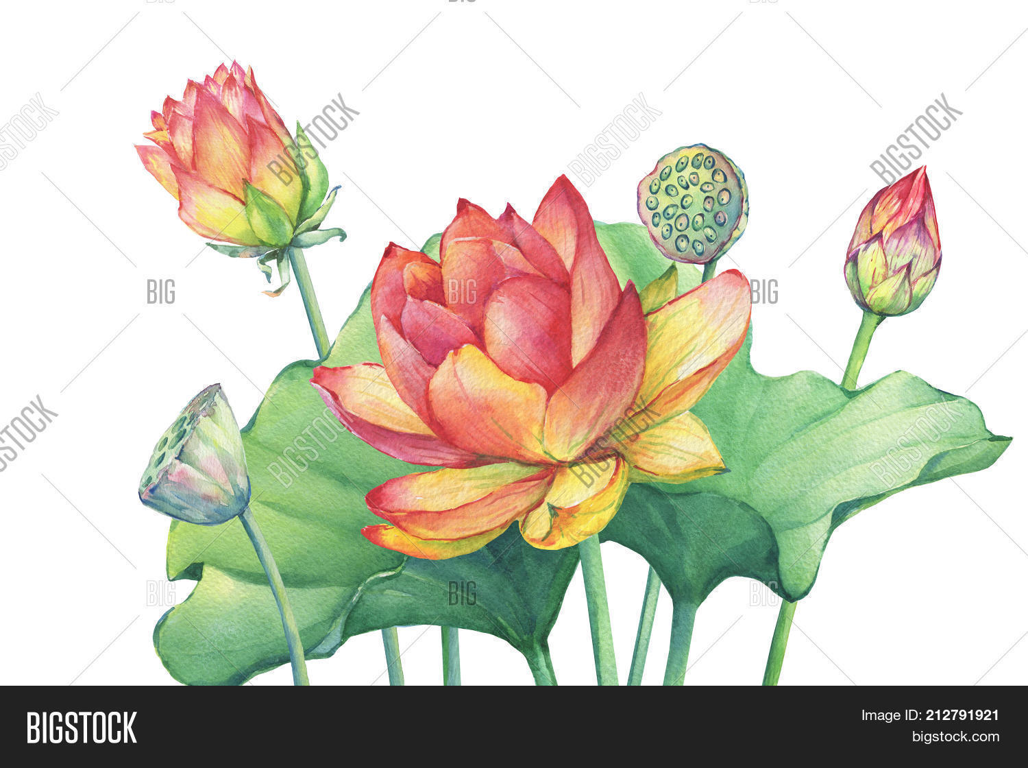 1500x1120 Powerpoint Template Poster Composition Of Pink Lotus Flower With - Lotus Watercolor
