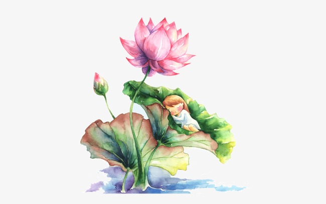 650x406 Watercolor,lotus, Watercolor, Lotus, Watercolor Png And Psd File - Lotus Watercolor