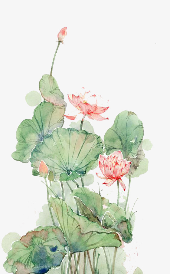 562x905 Watercolor Lotus, Lotus Clipart, Watercolor Clipart, Watercolor - Lotus Watercolor