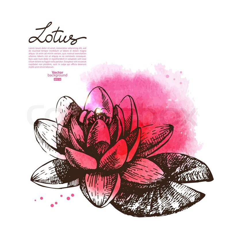 800x800 Background With Hand Drawn Sketch Beautiful Lotus Flower And - Lotus Watercolor
