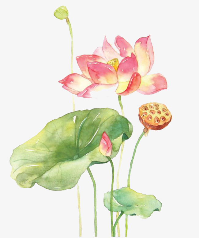 650x777 Watercolor Lotus, Watercolor Clipart, Lotus Clipart, Watercolor - Lotus Watercolor