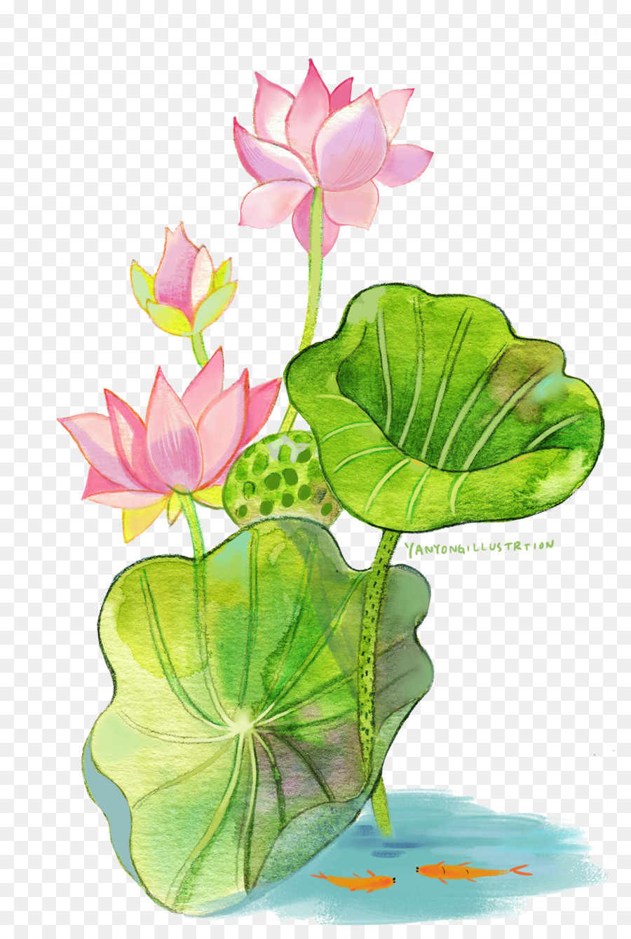 900x1340 Watercolor Painting Nelumbo Nucifera - Lotus Watercolor