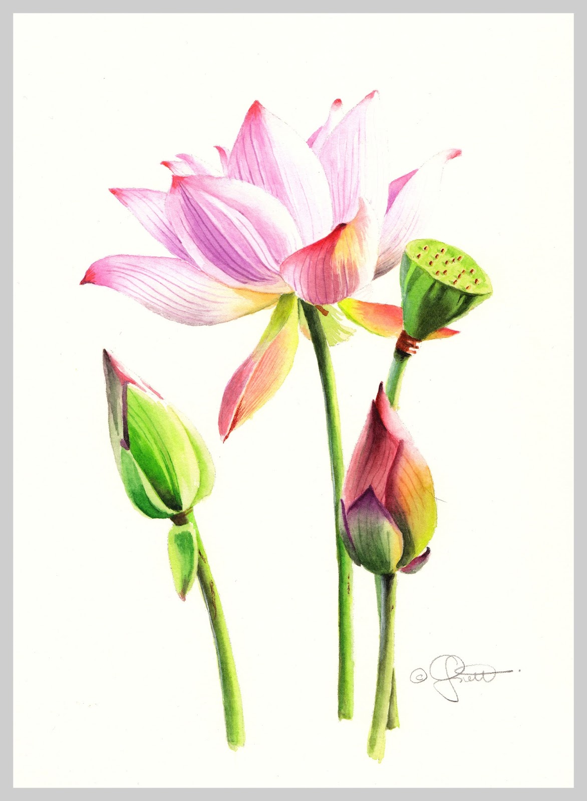 1172x1600 Contemporary Realism Lotus Blossom, New Watercolor, New - Lotus Watercolor