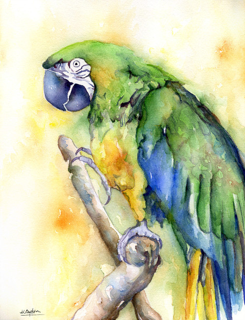 498x650 Macaw Watercolor Original Painting - Macaw Watercolor