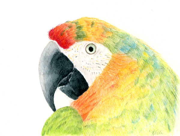 600x452 Macaw Watercolor Pencil Painting - Macaw Watercolor