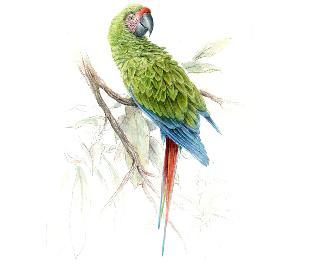 670x542 Military Macaw - Macaw Watercolor