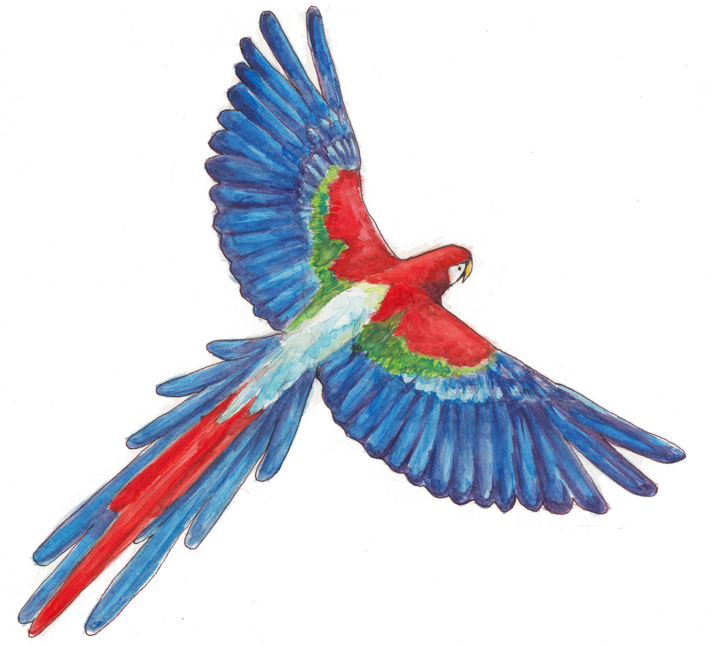2300x2085 Macaw ,watercolor Painting - Macaw Watercolor