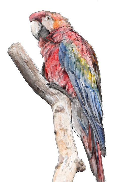 480x720 Free Photo Colorful Rainbow Bird Water Color Macaw Watercolor - Macaw Watercolor