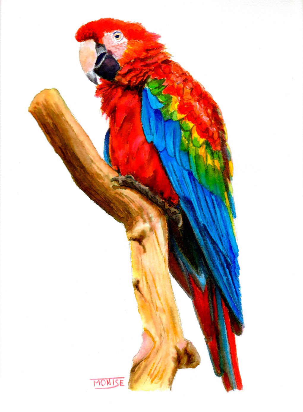 1020x1388 Guacamai Guacamayo Macaw (Step By Step Watercolor) - Macaw Watercolor