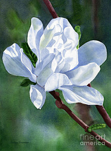 220x300 Magnolia Flower Paintings Fine Art America - Magnolia Flower Watercolor