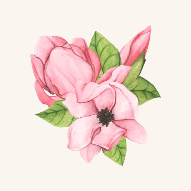 626x626 Magnolia Flowers Vectors, Photos And Psd Files Free Download - Magnolia Flower Watercolor