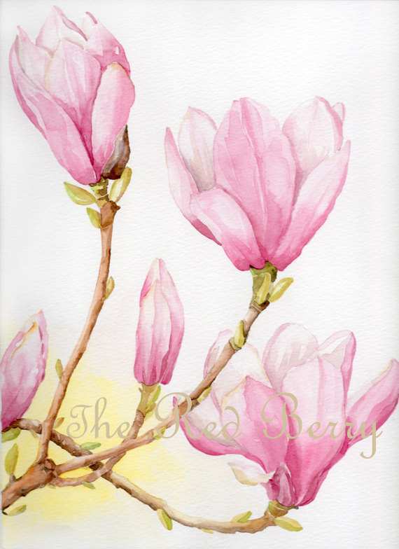 570x784 Magnolia Painting Best Of Flower Watercolor Magnolias Floral Art - Magnolia Flower Watercolor